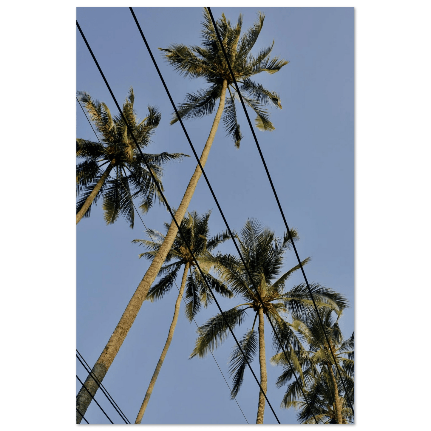 PALMTREE DANCE AONANG PIER - SENSES boutique.